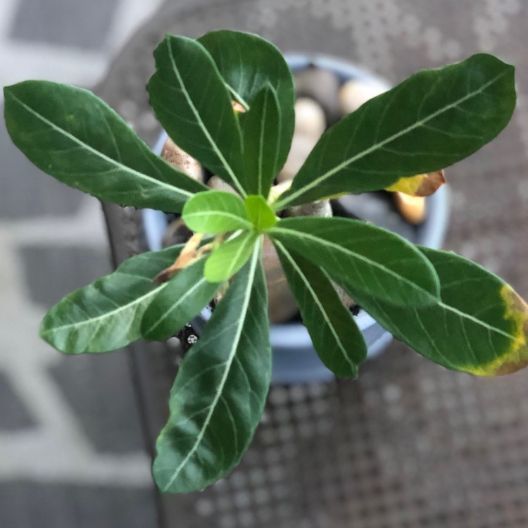 plant image 841548 plant image 841548