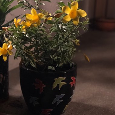 Allamanda cathartica