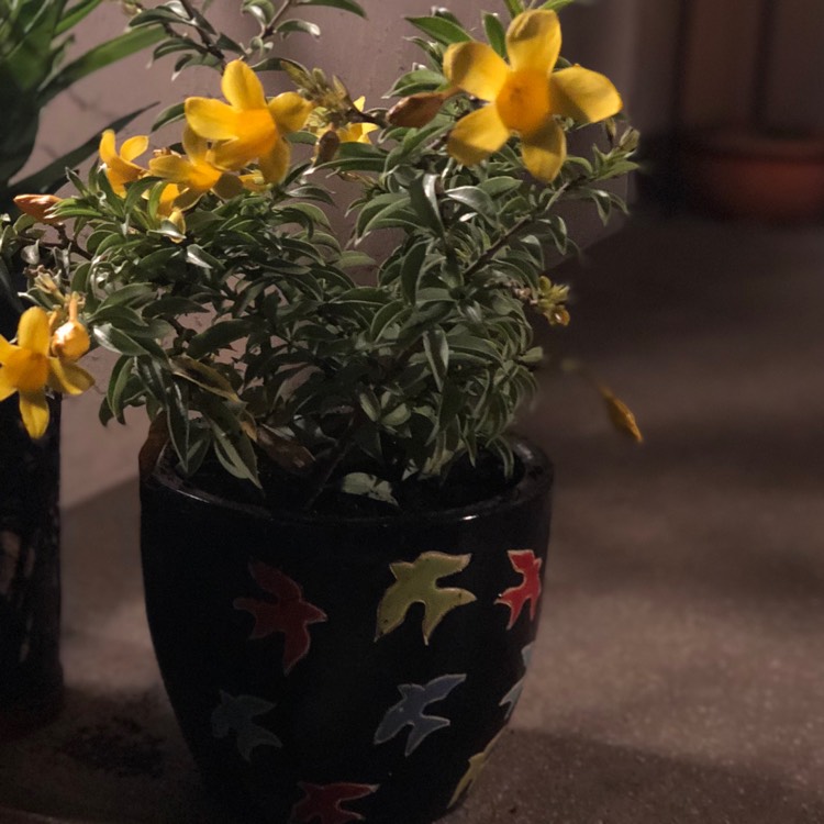 Plant image Allamanda cathartica