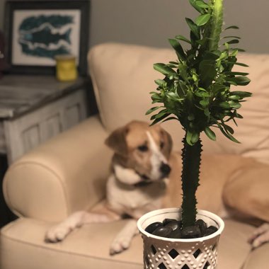 Euphorbia Trigona