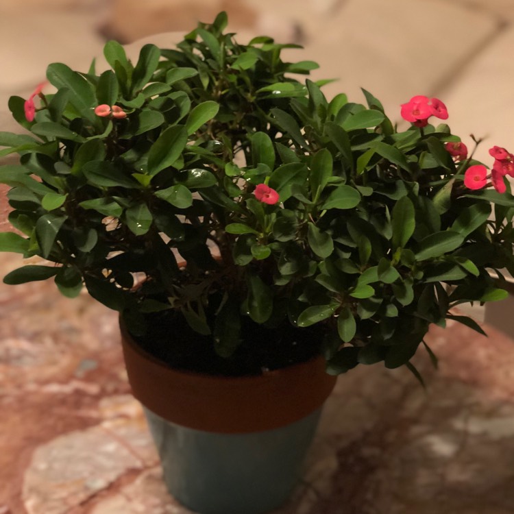 plant image 847769 plant image 847769