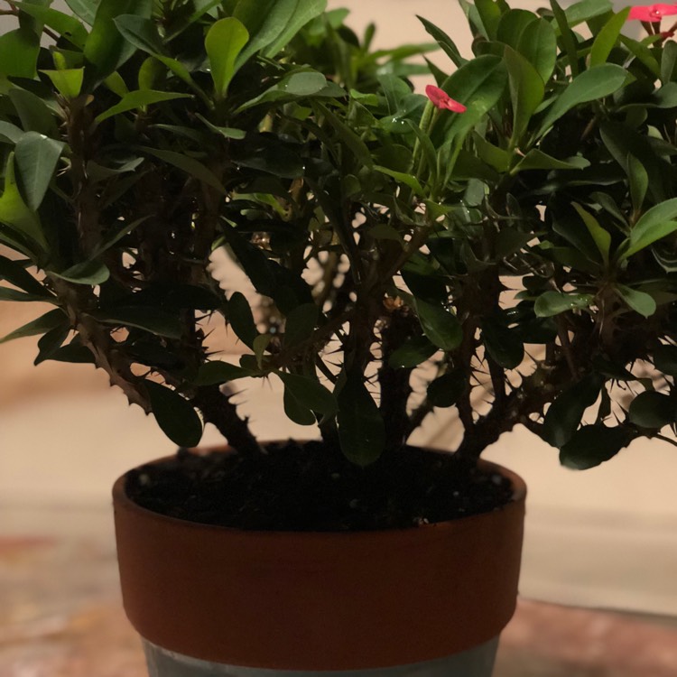 plant image 847770 plant image 847770