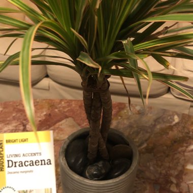 Dracaena marginata