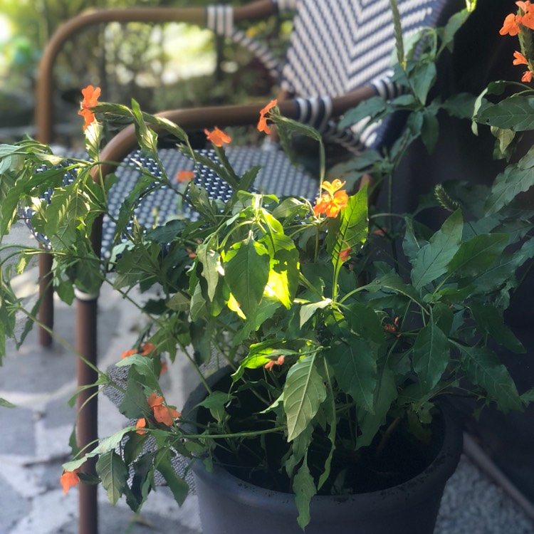 Plant image Crossandra infundibuliformis 'Orange Marmalade'