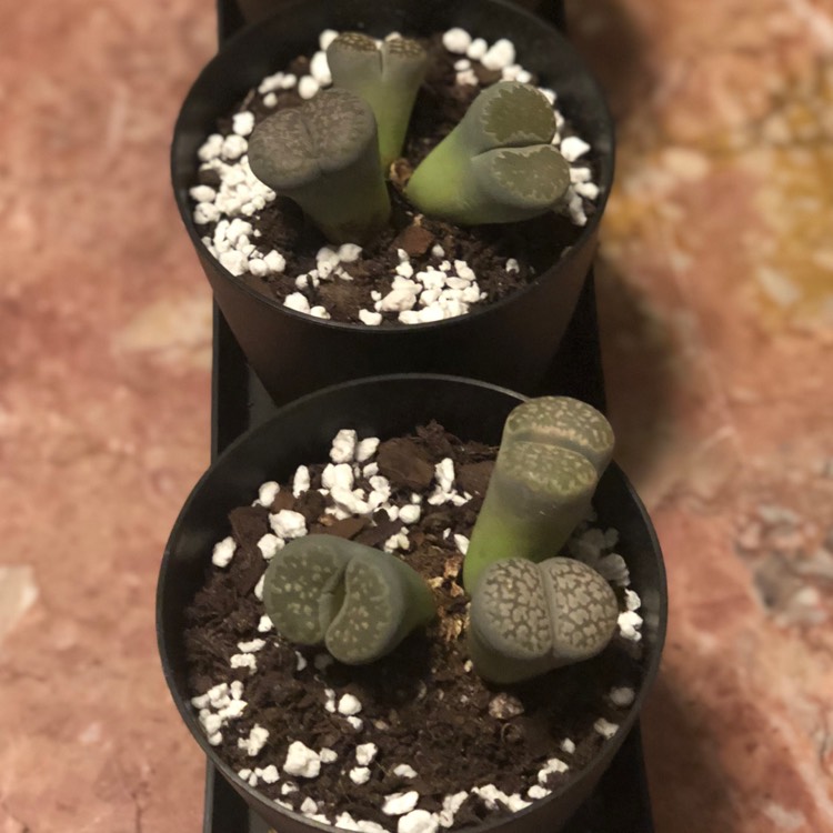 Plant image Lithops Terricolour
