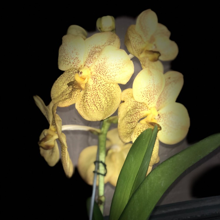 Plant image x Ascocenda 'Suksamran Sunrise'