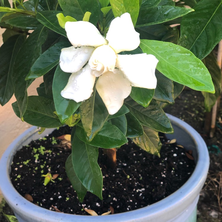 Plant image Gardenia Jasminoides 'August Beauty'