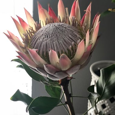 Protea cynaroides