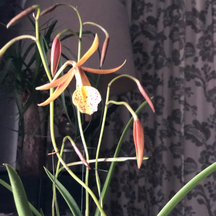 plant image 928648