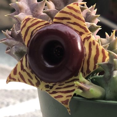 Huernia Zebrina