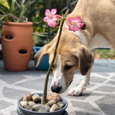 Adenium obesum