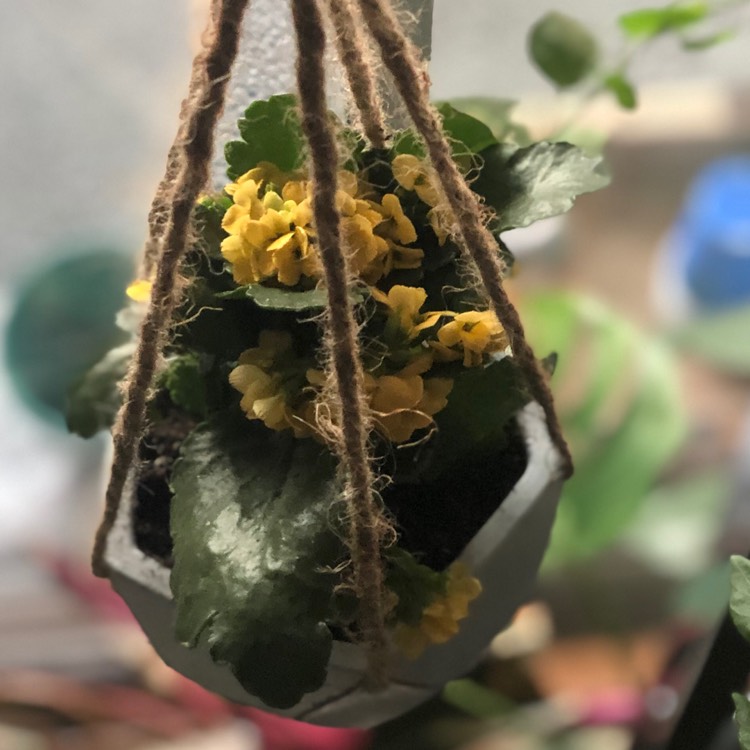 Plant image Kalanchoe Blossfeldiana 'Yellow'