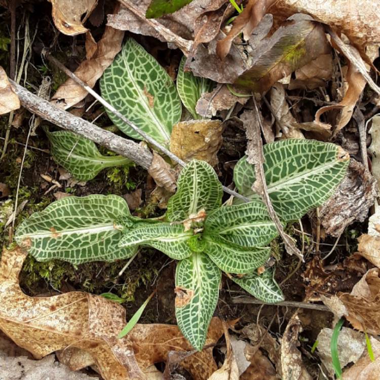 Plant image Goodyera pubescens