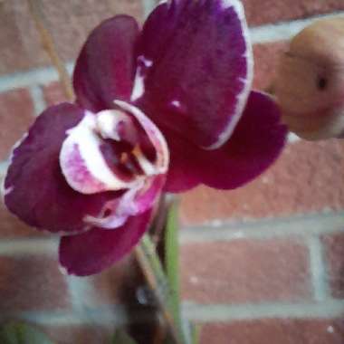 Moth Orchid