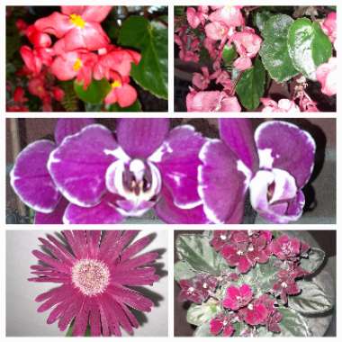Terry's garden