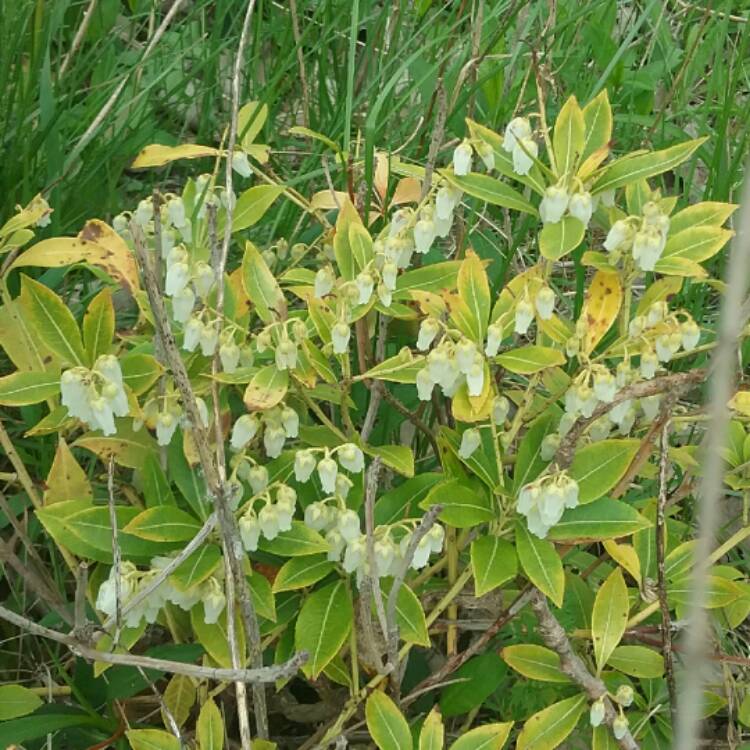 plant image 370859