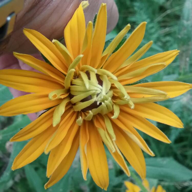 Plant image Rudbeckia hirta 'Indian Summer'