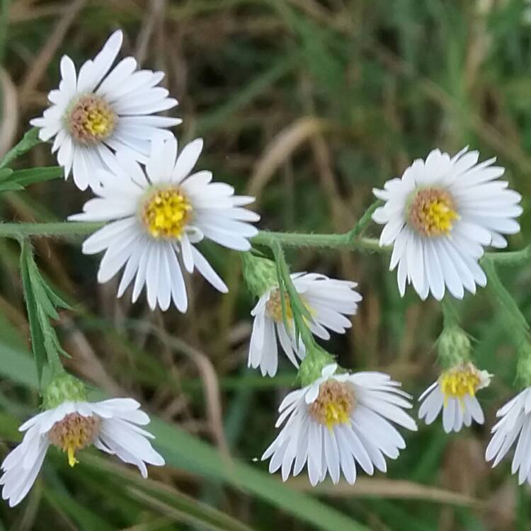 Plant image Boltonia asteroides