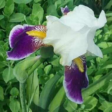 Iris x germanica