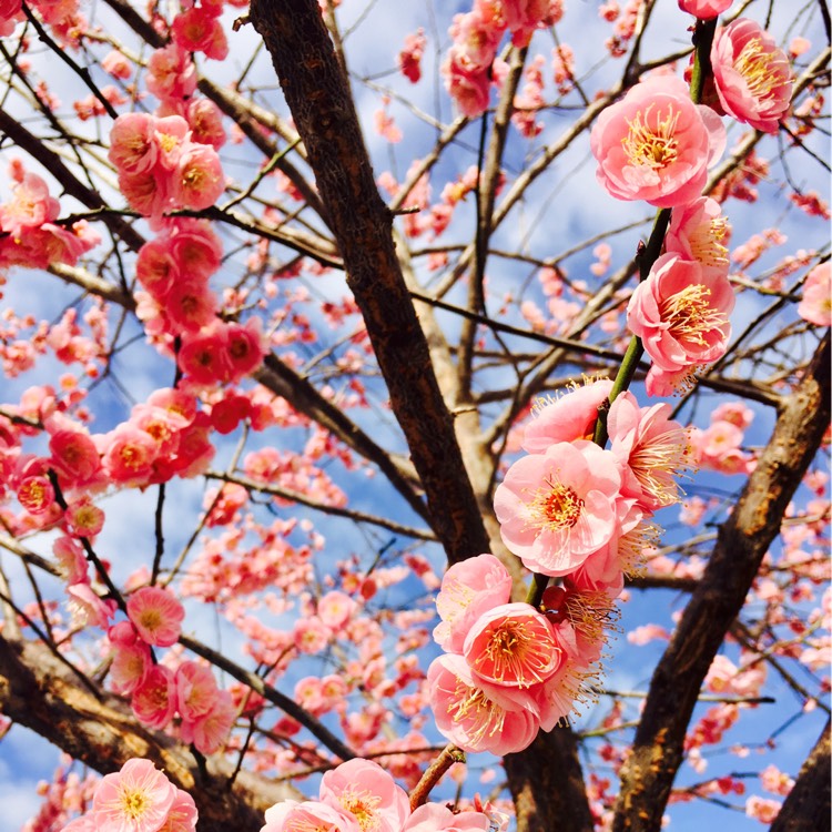 Plant image Prunus Mume Beni-Chidori