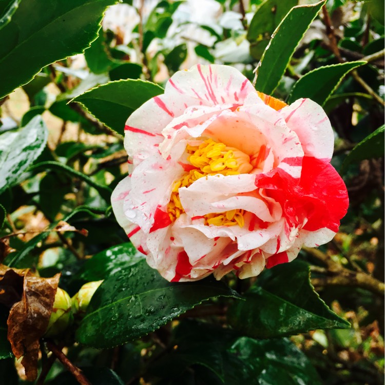 plant image 309531
