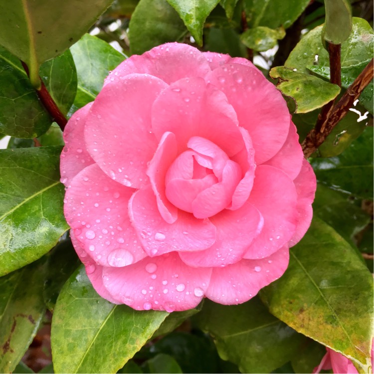 Plant image Camellia japonica 'Christmas Beauty'