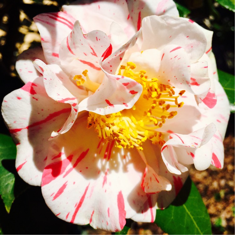 plant image 310304