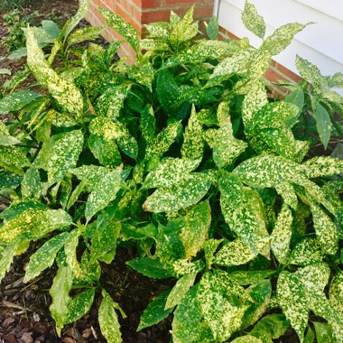 Aucuba japonica Variegata
