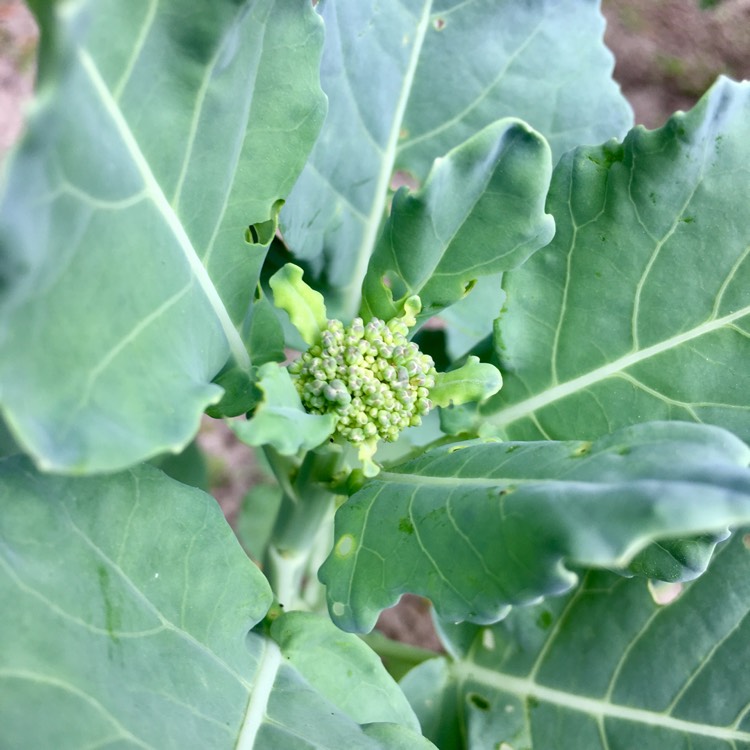 plant image 396666