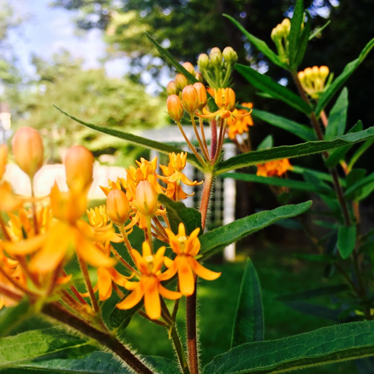Plant image Asclepias tuberosa