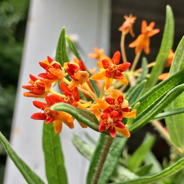 Orange Milkweed
