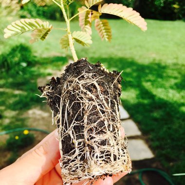 Albizia julibrissin 'Summer Chocolate'