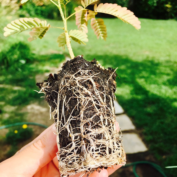 Plant image Albizia julibrissin 'Summer Chocolate'