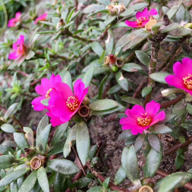 plant image 520855