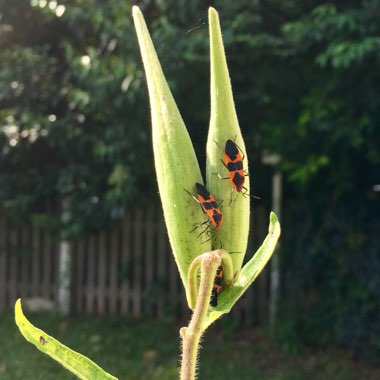 Asclepias tuberosa