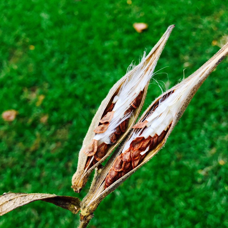 plant image 534001