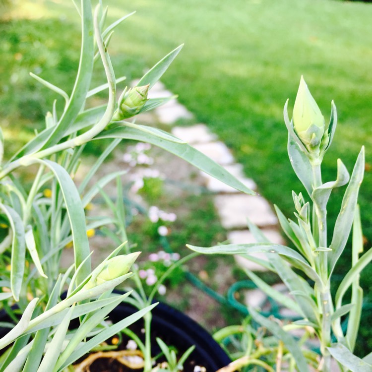 plant image 536913