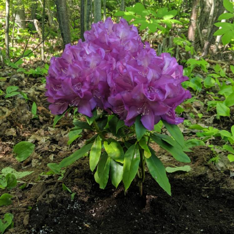 Plant image Rhododendron 'Purple Pillow'