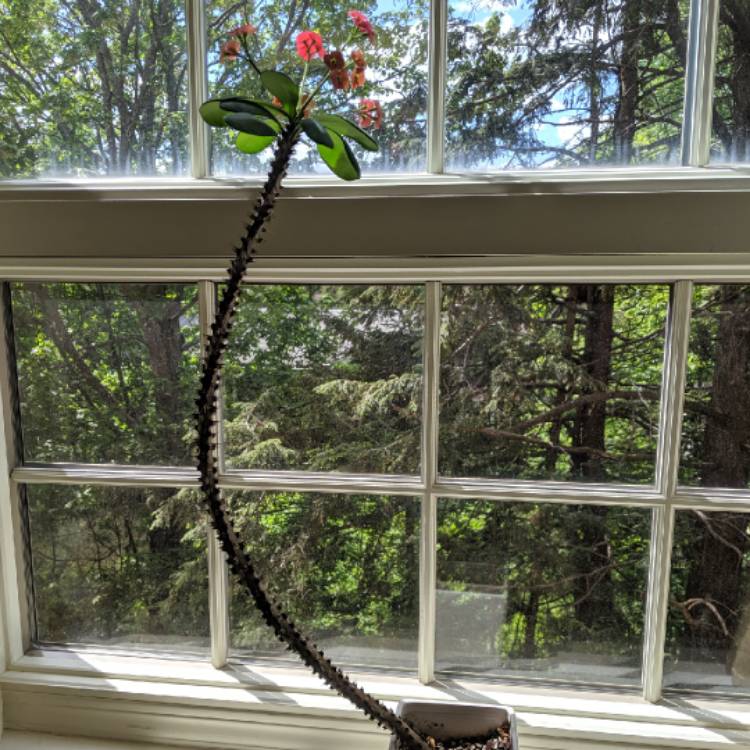 plant image 1084222