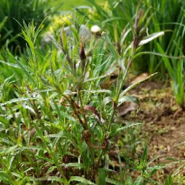 Dianthus plumarius