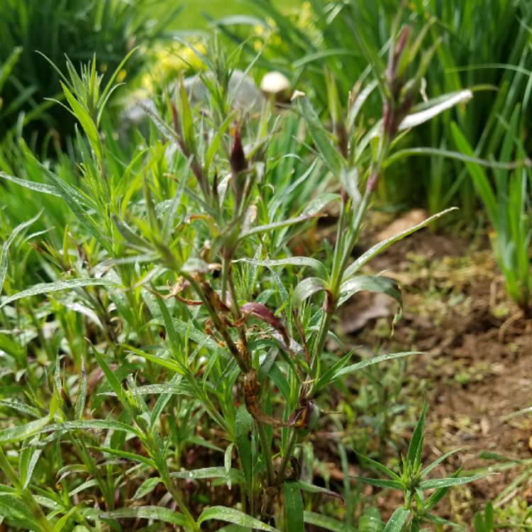 plant image 993969