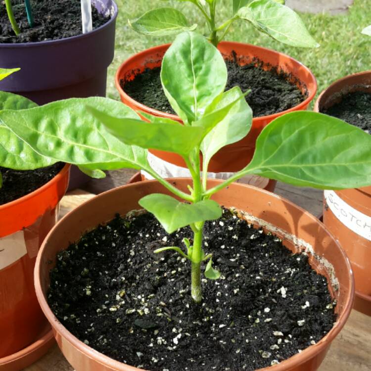 Plant image Capsicum baccatum 'Bishop's Crown'