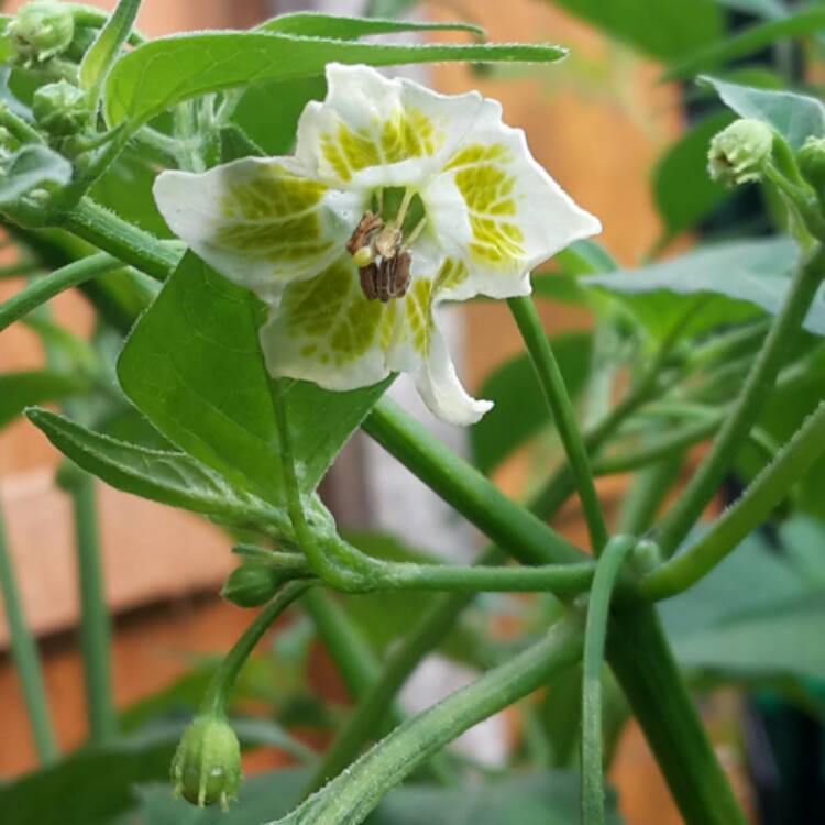 plant image 496094