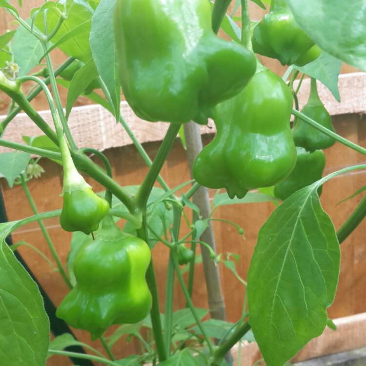 plant image 525533