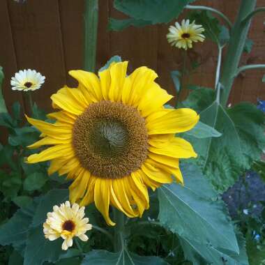 Giant Sunflower (Dwarf)  'Sunspot'