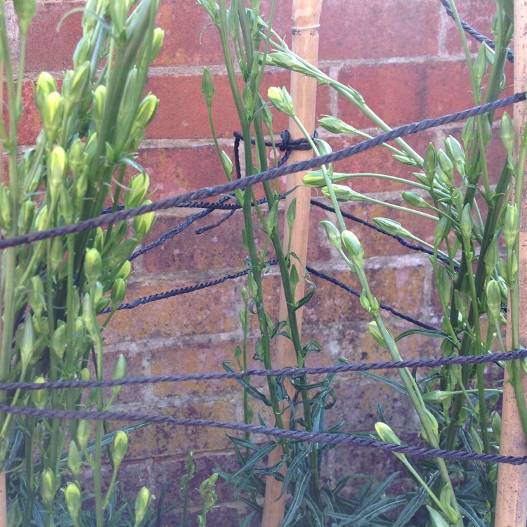 plant image 416522