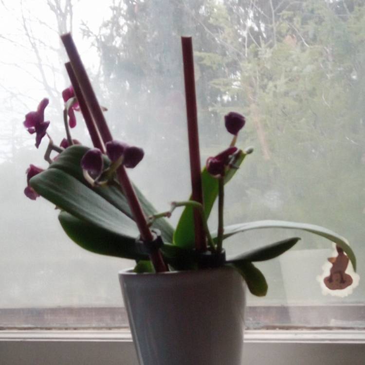 plant image 610424 plant image 610424