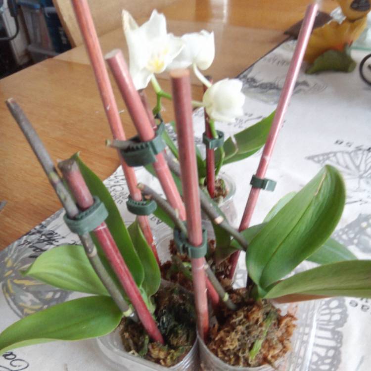 plant image 611969 plant image 611969