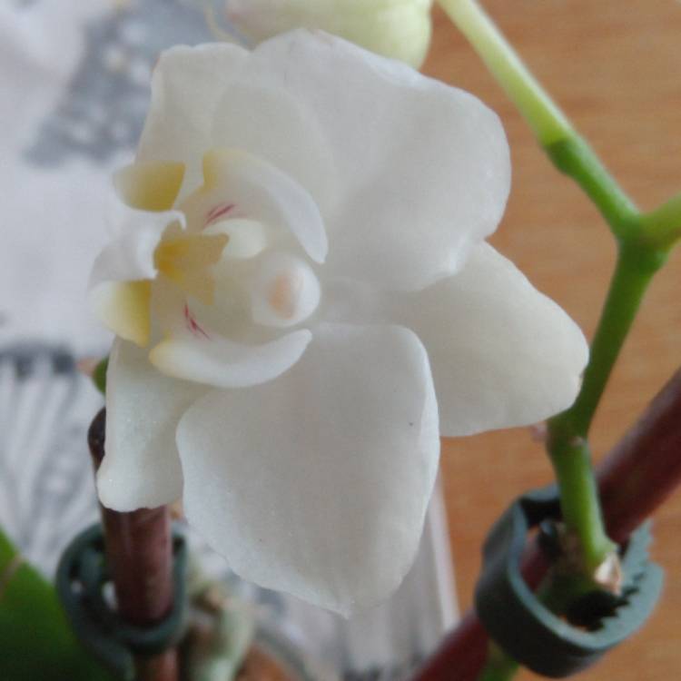 plant image 612434 plant image 612434