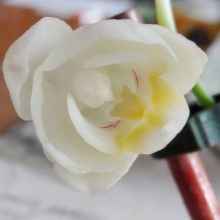 plant image 612435 plant image 612435